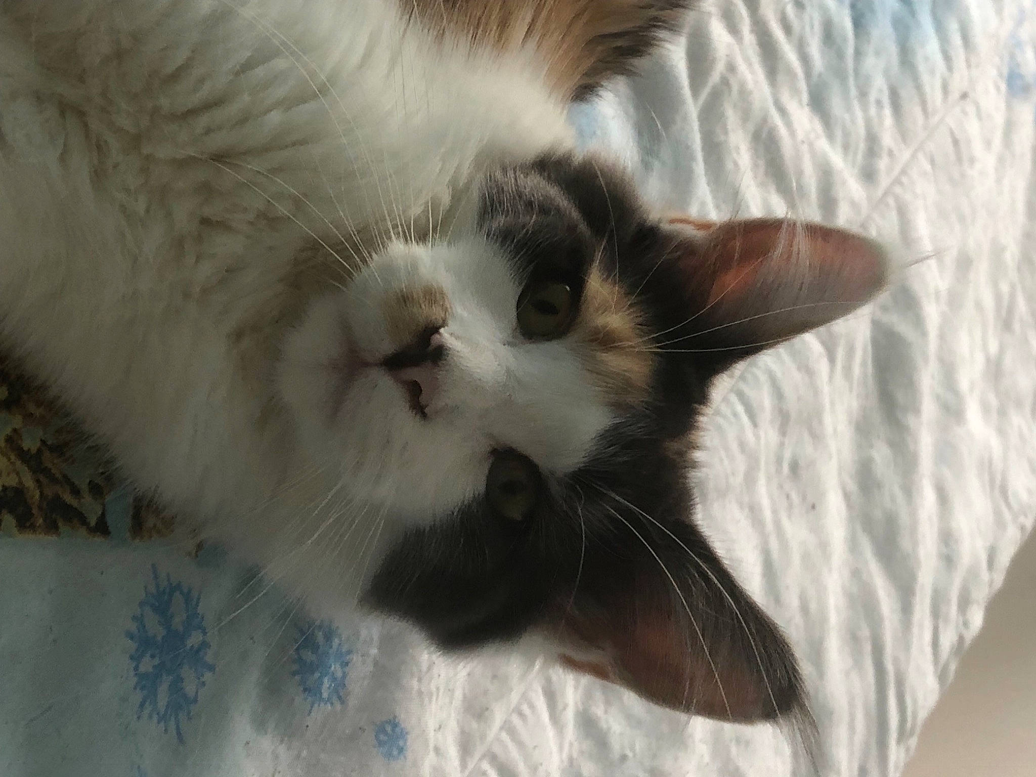 Sweety a rejoint le concours — aidez-le/la à gagner de superbes lots ! carnivore, cat, claw, close_up, comfort, domestic_short_haired_cat, eye, fawn, felidae, fur, paw, small_to_medium_sized_cats, snout, tail, whiskers