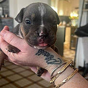 Tayco a rejoint le concours — aidez-le/la à gagner de superbes lots ! puppy, dog, pet, hand, tattoo, bracelet, indoor, floor, person, cute, animal, tongue_out, closeup, holding, home, living_space, adorable, small, fur, expression
