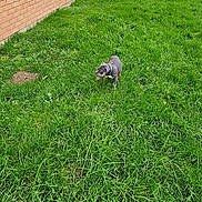 Tayco participe au concours pour gagner de l'argent avec cette photo : animal, brick_building, canine, collar, curious, daylight, dog, grass, greenery, lawn, nature, outdoor, pet, residential_area, side_view, small_dog, tree, urban, walking, yard
