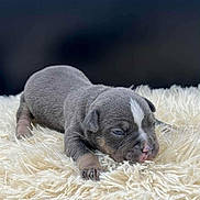 Tayco a rejoint le concours — aidez-le/la à gagner de superbes lots ! puppy, dog, sleepy, fluffy_rug, cute, small, young_animal, pet, indoor, resting, fur, animal, adorable, canine, laying_down, soft_texture, close_up, cozy, domestic_animal, snout