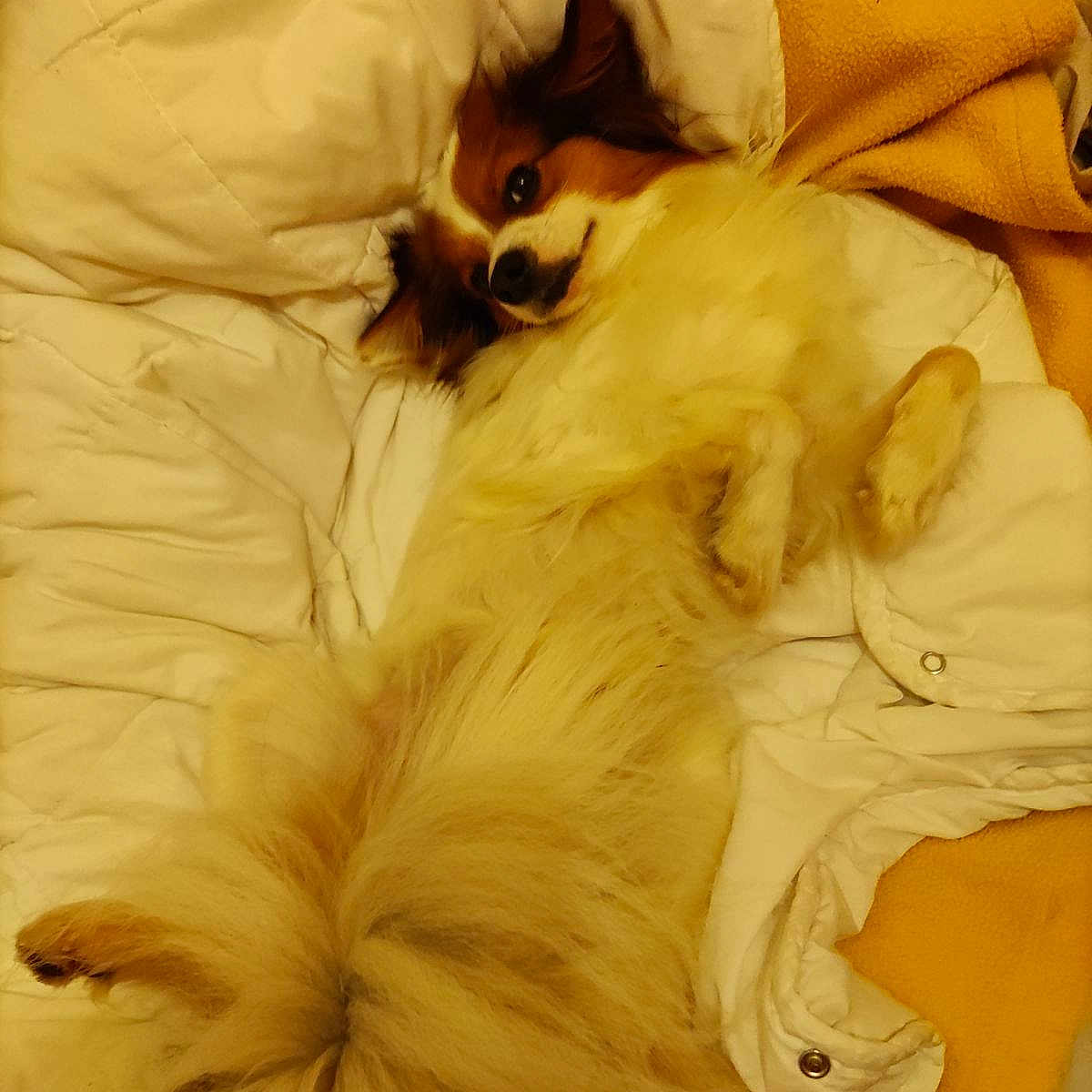 Obélix