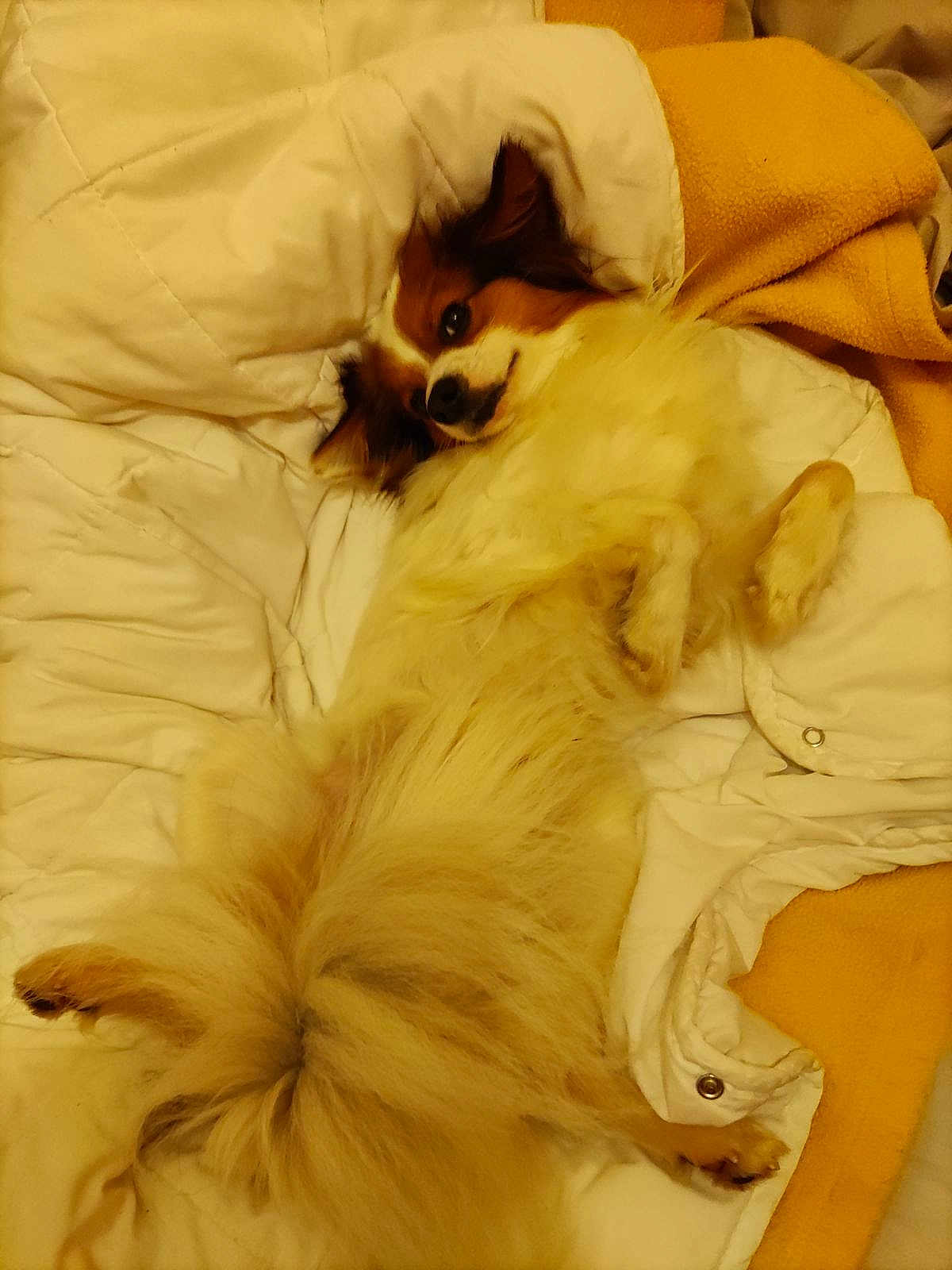 Obélix