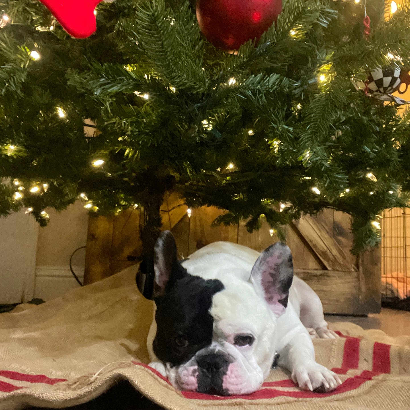 Rona Bug joined the competition — help win amazing prizes! animal, apple, boxer, bulldog, canine, christmas, christmasdecorations, dog, festival, food, frenchbulldog, fruit, head, person, pet, pitbull, plant, produce, puppy, tree