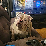 Ivy joined the competition — help win amazing prizes! bulldog, dog, pet, couch, living_room, television, game_controller, gaming, furniture, indoor, brown, white, curious, animal, companion, relaxing, closeup, home, cute, looking_up