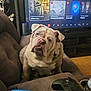 bulldog, dog, pet, couch, living_room, television, game_controller, gaming, furniture, indoor, brown, white, curious, animal, companion, relaxing, closeup, home, cute, looking_up