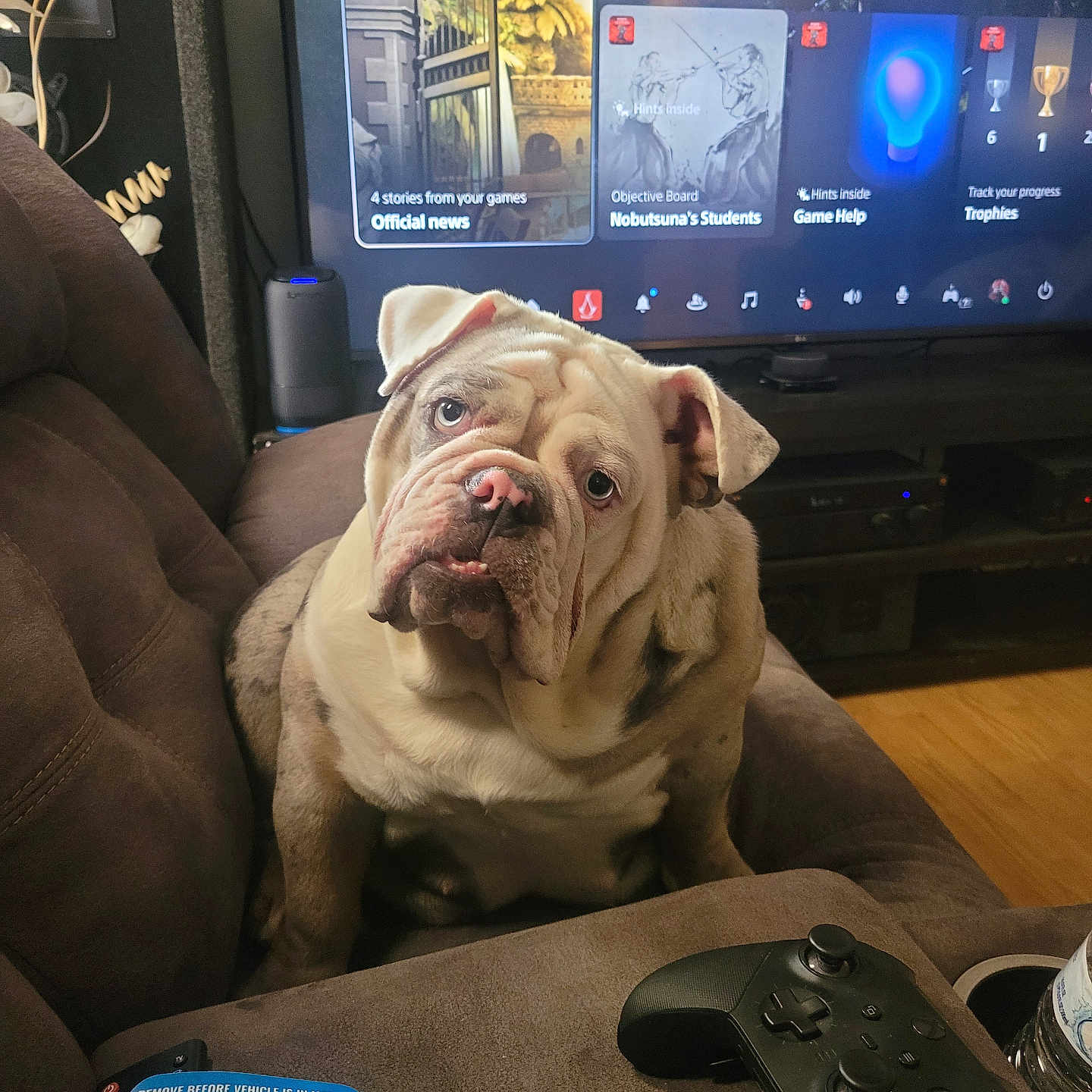 Ivy joined the competition — help win amazing prizes! animal, brown, bulldog, closeup, companion, couch, curious, cute, dog, furniture, game_controller, gaming, home, indoor, living_room, looking_up, pet, relaxing, television, white