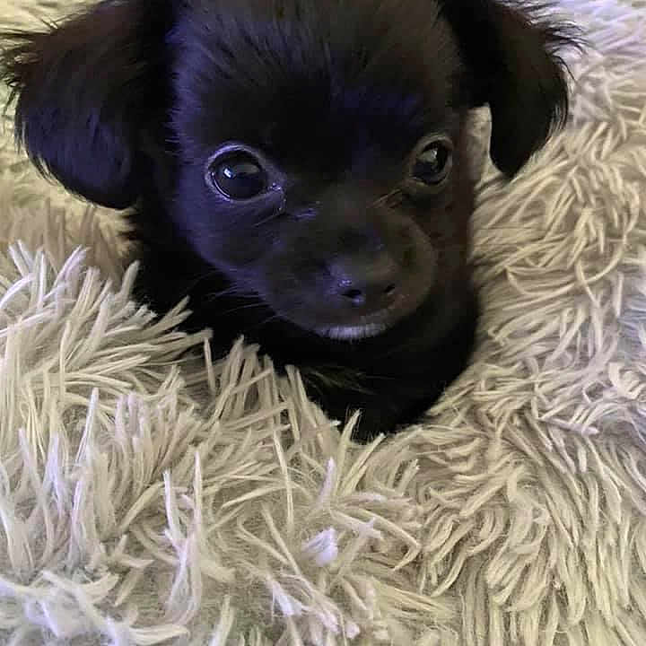 Apple a rejoint le concours — aidez-le/la à gagner de superbes lots ! animal, blanket, canine, chihuahua, clothing, cockerspaniel, dog, eskimodog, fur, homedecor, hound, labradorretriever, newfoundland, papillon, pet, poodle, pug, puppy, snout, whitedog