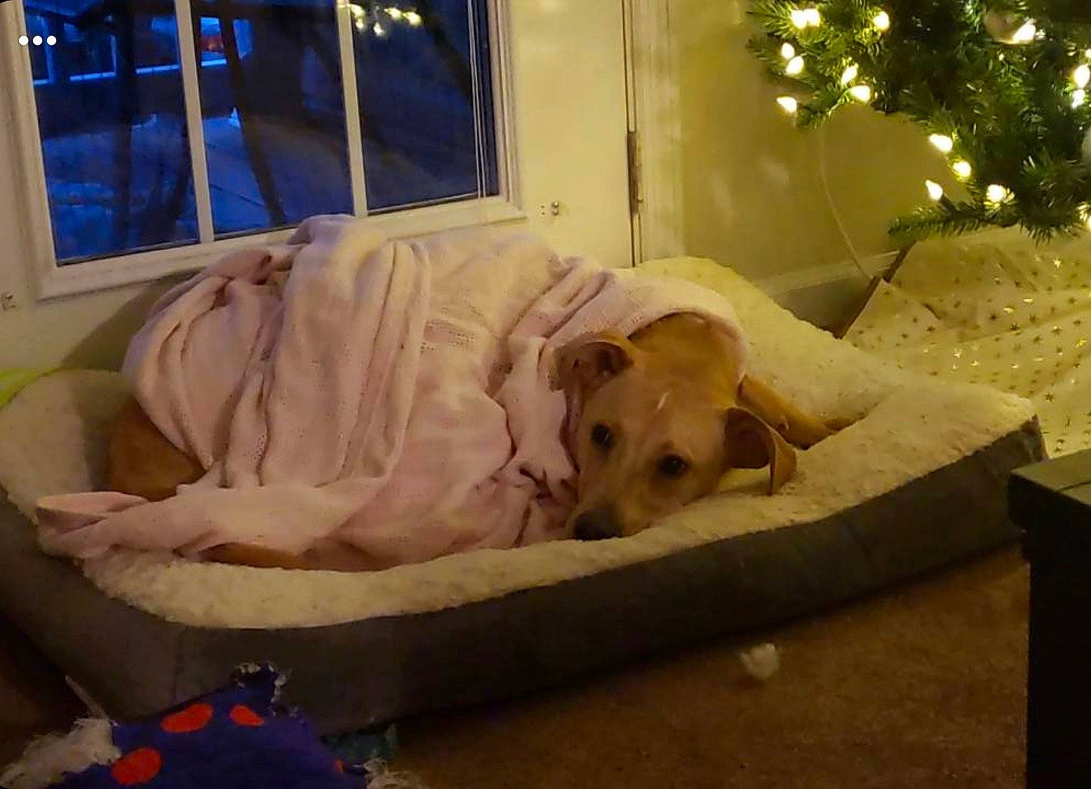 Junior is registered to the contest to win money with this photo: canidae, carnivore, companion_dog, couch, dog, dog_breed, fawn, furniture, labrador_retriever, room, snout, sporting_group