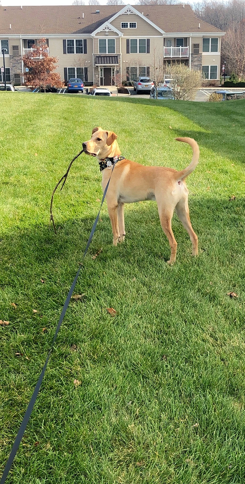 Junior is registered to the contest to win money with this photo: backyard, black_mouth_cur, broholmer, canidae, carnivore, companion_dog, dog, dog_breed, fawn, grass, hunting_dog, lawn, lurcher, mammal, rare_breed_dog, sporting_group, tail, vertebrate, working_dog