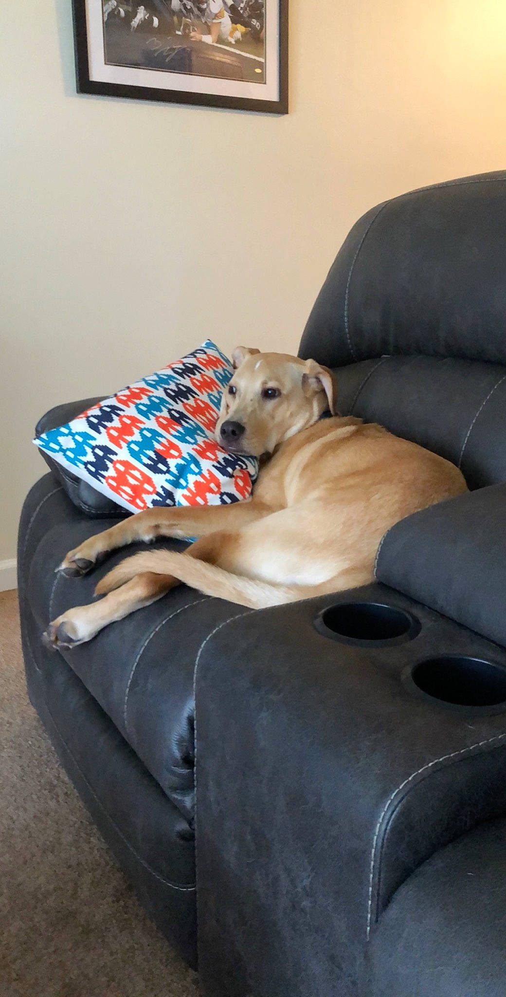 Junior is registered to the contest to win money with this photo: canidae, carnivore, chair, comfort, companion_dog, couch, dog, dog_bed, dog_breed, fawn, furniture, greyhound, lurcher, room, whippet
