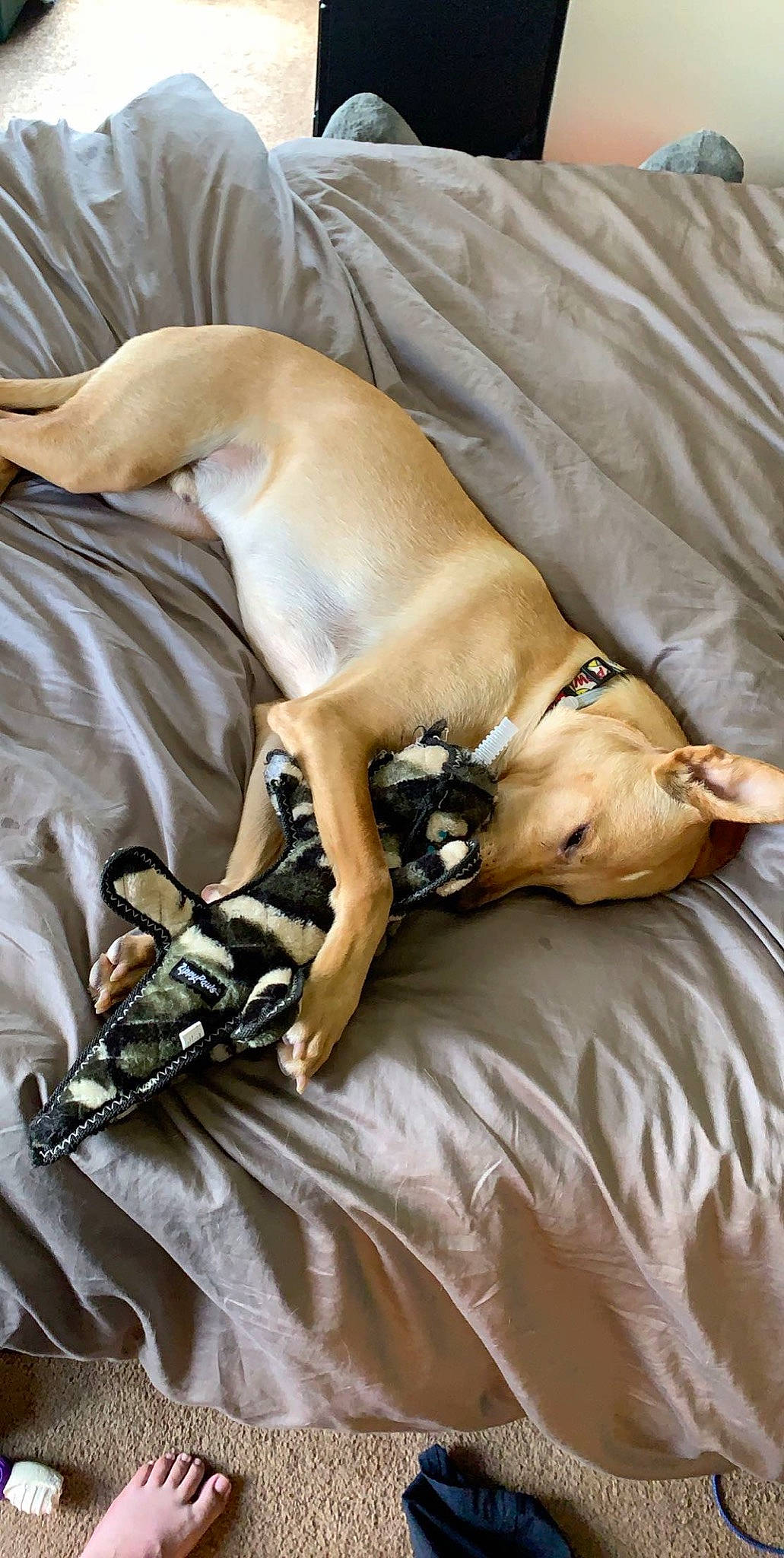 Junior is registered to the contest to win money with this photo: azawakh, black_mouth_cur, canidae, carnivore, companion_dog, dog, dog_breed, fawn, greyhound, hortaya_borzaya, italian_greyhound, lurcher, saluki, sighthound, whippet