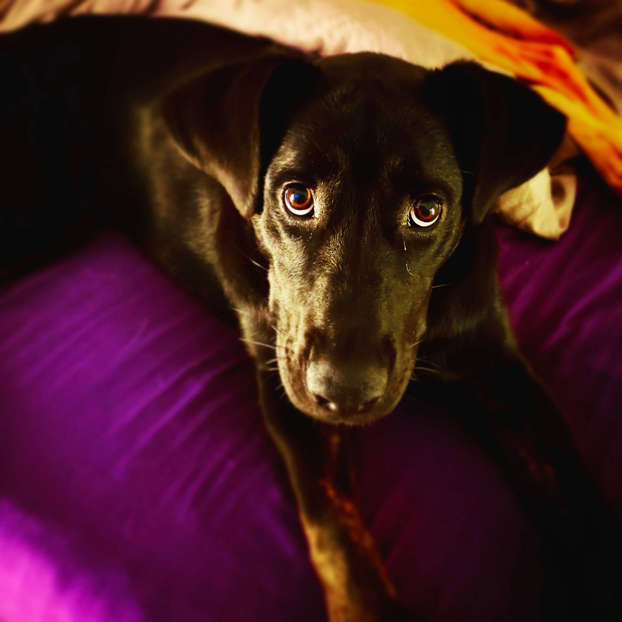 Rosé is registered to the contest to win money with this photo: azawakh, borador, canidae, carnivore, companion_dog, dog, dog_breed, greyhound, lurcher, mammal, patterdale_terrier, snout, sporting_group, vertebrate, whiskers