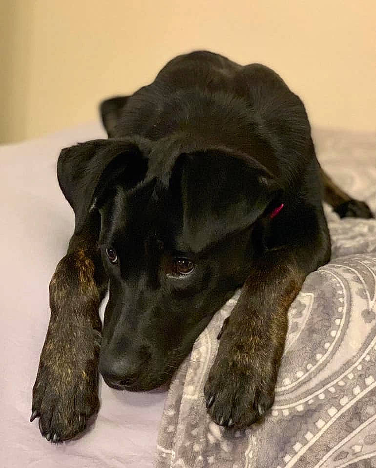 Rosé joined the competition — help win amazing prizes! beagador, canidae, carnivore, dog, dog_breed, guard_dog, labrador_retriever, patterdale_terrier, puppy, snout, sporting_group