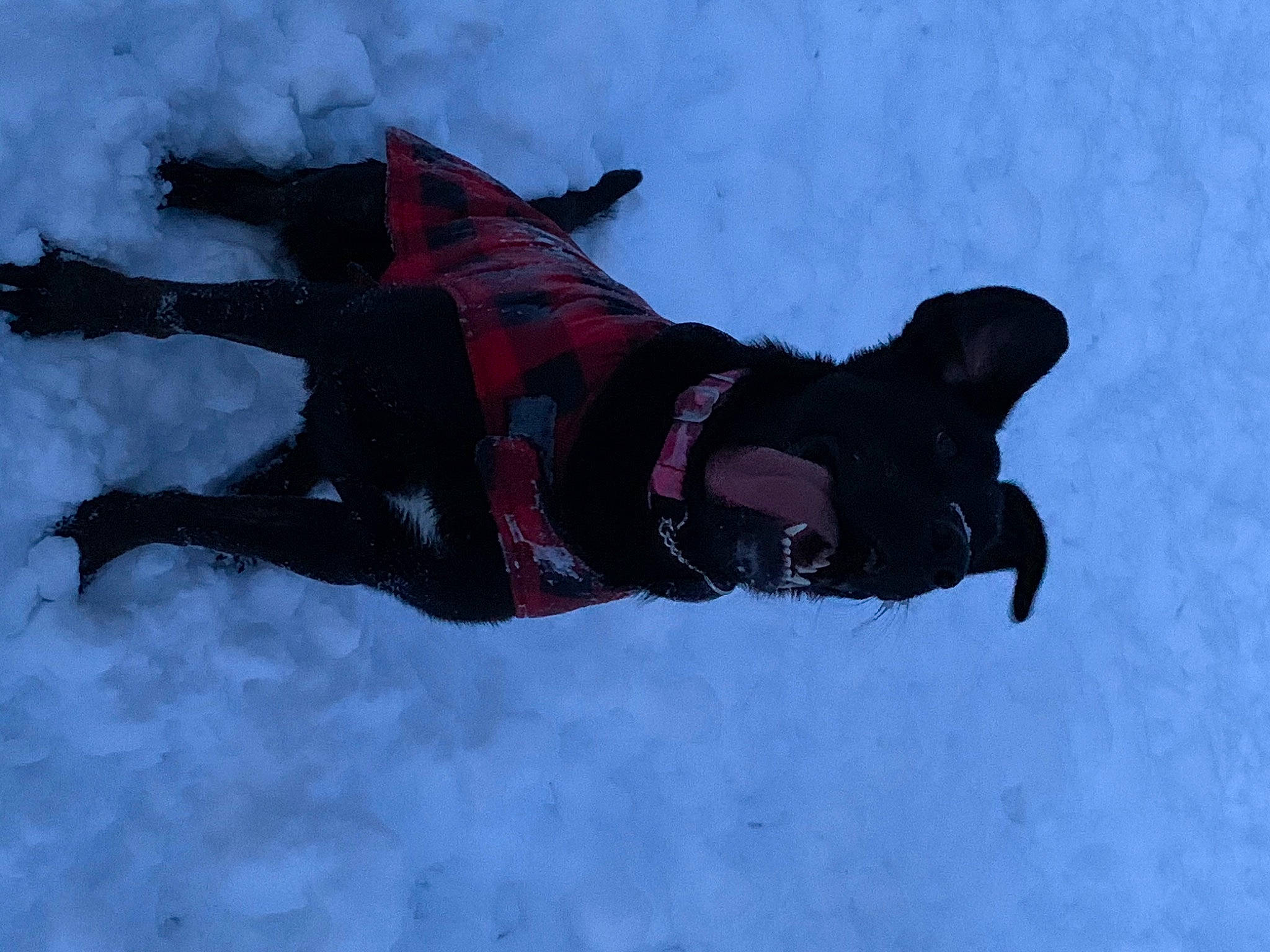 Rosé joined the competition — help win amazing prizes! snow, winter