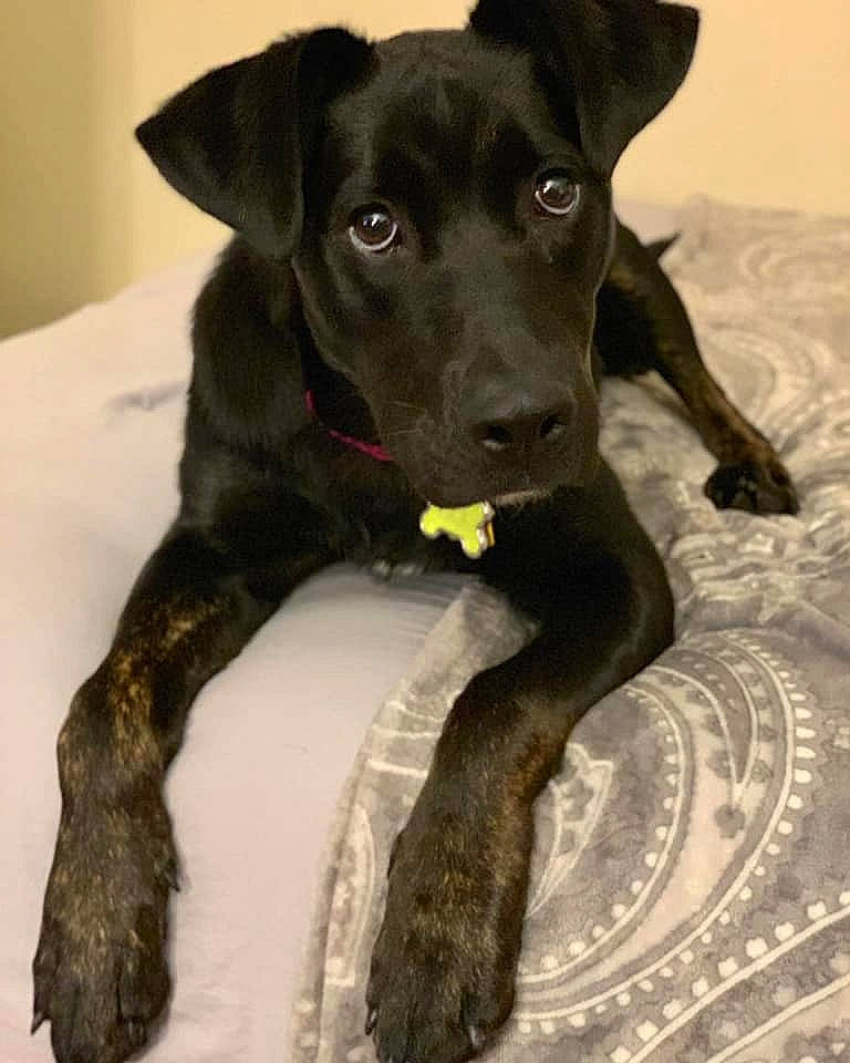 Rosé is registered to the contest to win money with this photo: beagador, borador, canidae, carnivore, dog, dog_breed, formosan_mountain_dog, gladiolus, hunting_dog, labrador_retriever, mammal, patterdale_terrier, plant, potcake_dog, snout, sporting_group, tail