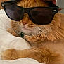 cat, orange_cat, sunglasses, hand, bed, white_bed, fur, whiskers, pet, animal, relaxed, close_up, indoor, cute, mammal, sleepy, cozy, resting, eyewear, casual