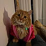 Mazie is registered to the contest to win money with this photo: cat, orange_cat, fluffy, indoor, pet, cozy, pink_jacket, curious, shadow, soft_fur, close_up, domestic_animal, cute, animal, feline, portrait, warm_lighting, window_blinds, couch, collar