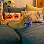 Mazie joined the competition — help win amazing prizes! cat, orange_cat, yawning, bow_tie, couch, pillows, pumpkin_pillows, halloween, home_interior, cozy, furniture, decor, indoor, pet, feline, cute, relaxing, animal, living_room, soft_fabric