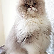 Carrie a rejoint le concours — aidez-le/la à gagner de superbes lots ! cat, persian_cat, fluffy, long_hair, pet, animal, indoor, sitting, feline, fur, mammal, portrait, whiskers, cute, domestic_animal, looking, furniture, leather, closeup, face
