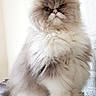 cat, persian_cat, fluffy, long_hair, pet, animal, indoor, sitting, feline, fur, mammal, portrait, whiskers, cute, domestic_animal, looking, furniture, leather, closeup, face