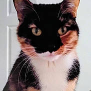 Sophie joined the competition — help win amazing prizes! cat, calico_cat, close_up, pet, animal, feline, whiskers, ears, eyes, fur, indoor, door, face, portrait, cute, domestic_animal, mammal, looking, curious, young_cat