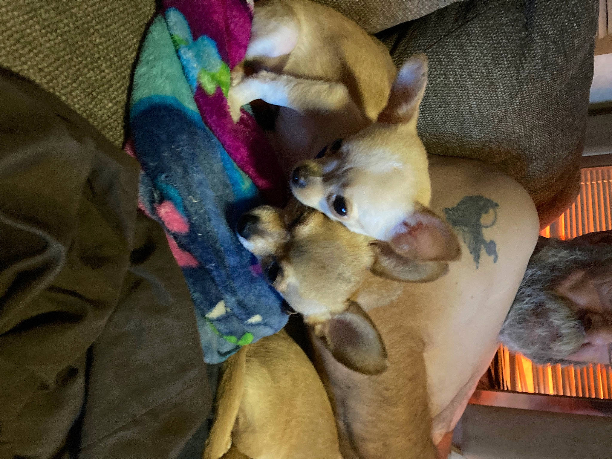 Casper joined the competition — help win amazing prizes! carnivore, chihuahua, comfort, companion_dog, corgi_chihuahua, dog, dog_breed, dog_supply, fawn, felidae, fur, mammal, non_sporting_group, pet_supply, small_to_medium_sized_cats, tail, toy_dog, whiskers, working_animal