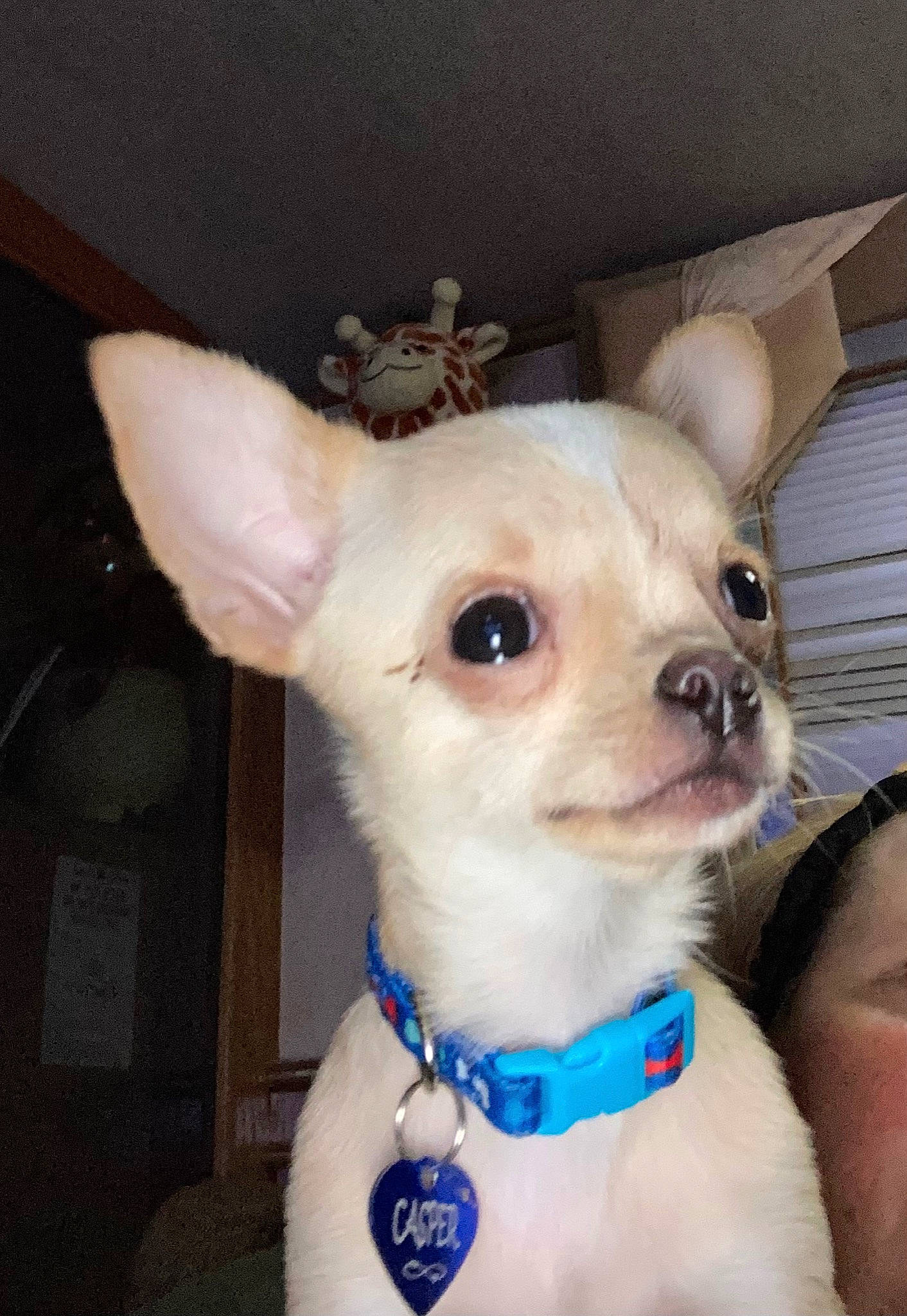 Casper joined the competition — help win amazing prizes! canidae, carnivore, collar, companion_dog, dog, dog_breed, dog_collar, dog_supply, ear, electric_blue, eye, fawn, fur, head, pet_supply, snout, sporting_group, toy_dog, whiskers, working_animal