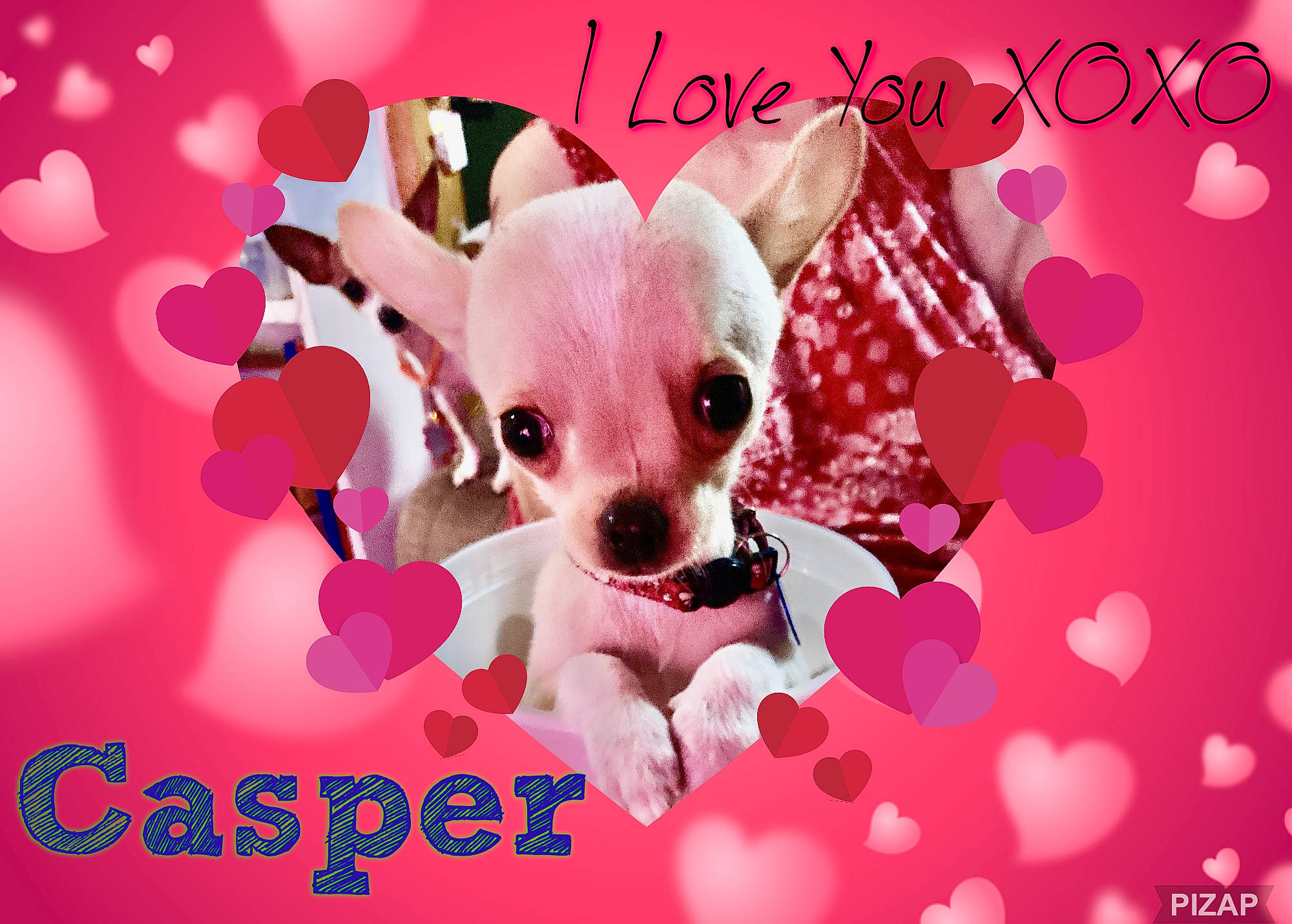 Casper joined the competition — help win amazing prizes! carmine, carnivore, chihuahua, companion_dog, dog, dog_breed, fawn, fictional_character, font, happy, magenta, pattern, paw, petal, pink, snout, teddy_bear, toy, toy_dog, working_animal