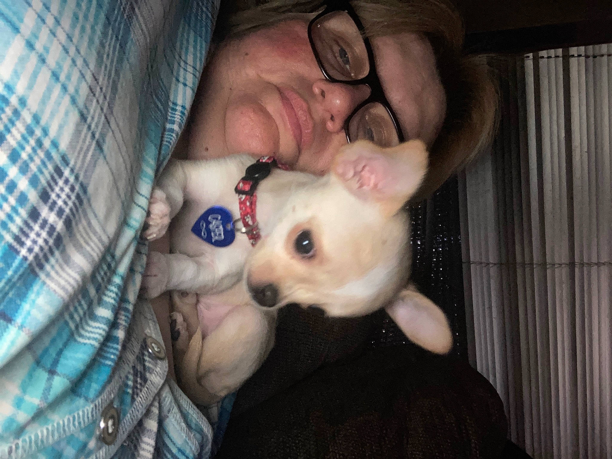Casper is registered to the contest to win money with this photo: canidae, carnivore, comfort, companion_dog, dog, dog_breed, ear, eyebrow, eyewear, fawn, fur, happy, jaw, nose, organ, smile, snout, sporting_group, toy_dog, whiskers
