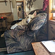 Angel is registered to the contest to win money with this photo: dog, white_dog, armchair, indoor, living_room, window, curtains, notebook, table, carpet, picture_frames, door, wreath, sunlight, cozy, relaxed, pet, furniture, home_decor, quiet