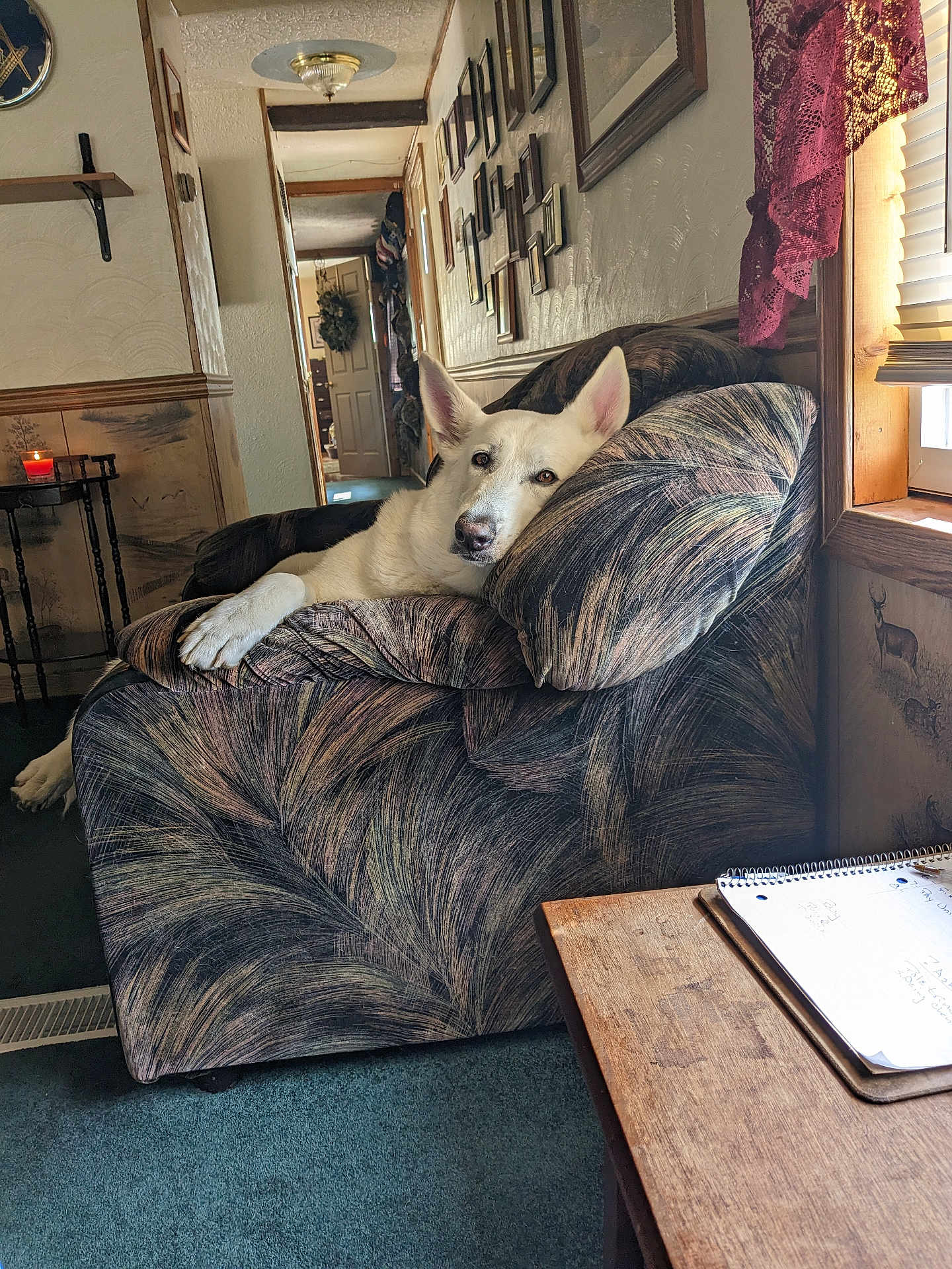 Angel is registered to the contest to win money with this photo: dog, white_dog, armchair, indoor, living_room, window, curtains, notebook, table, carpet, picture_frames, door, wreath, sunlight, cozy, relaxed, pet, furniture, home_decor, quiet
