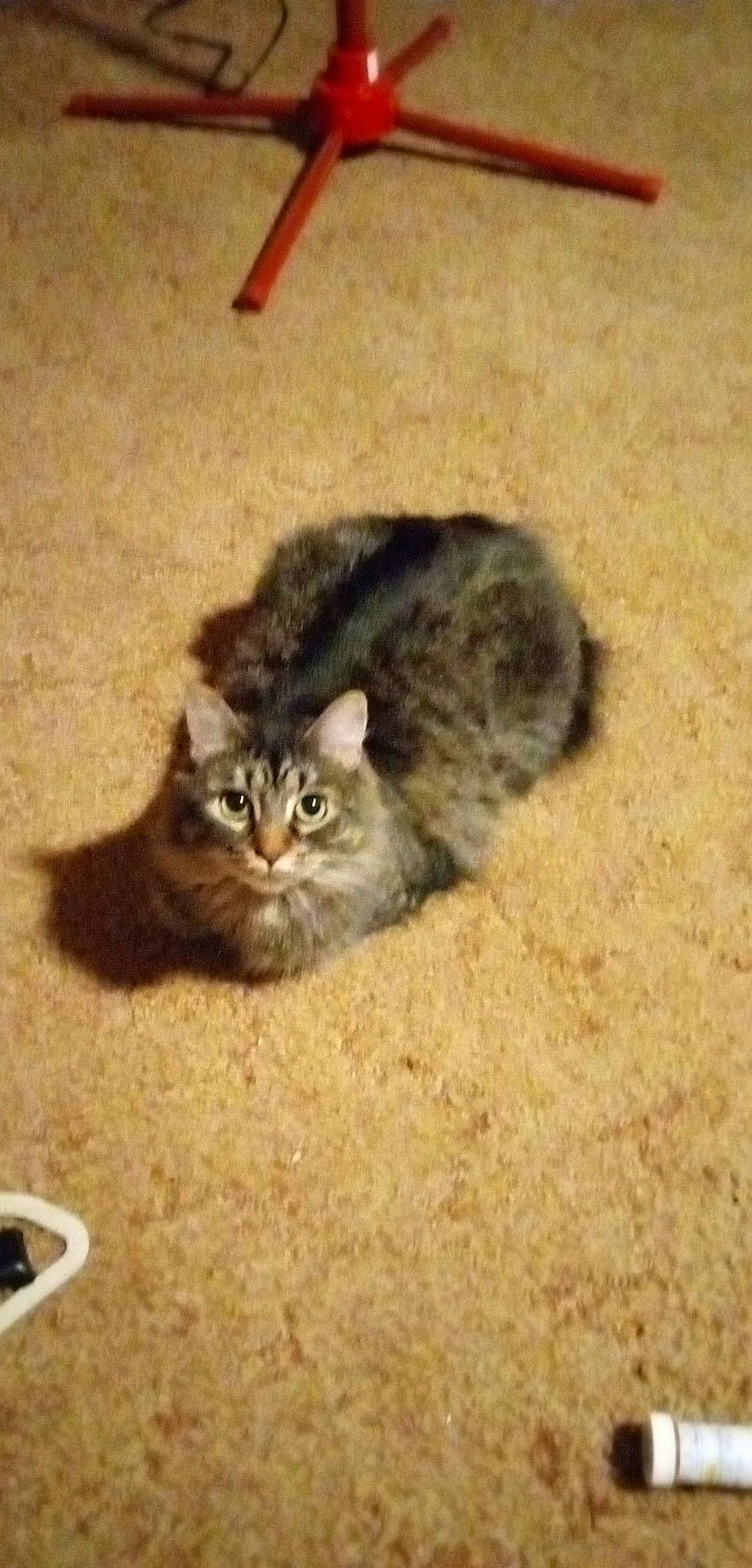 Sativa is registered to the contest to win money with this photo: carnivore, cat, cat_toy, comfort, domestic_short_haired_cat, fawn, felidae, flooring, fur, hardwood, paw, small_to_medium_sized_cats, snout, tail, terrestrial_animal, whiskers, wood