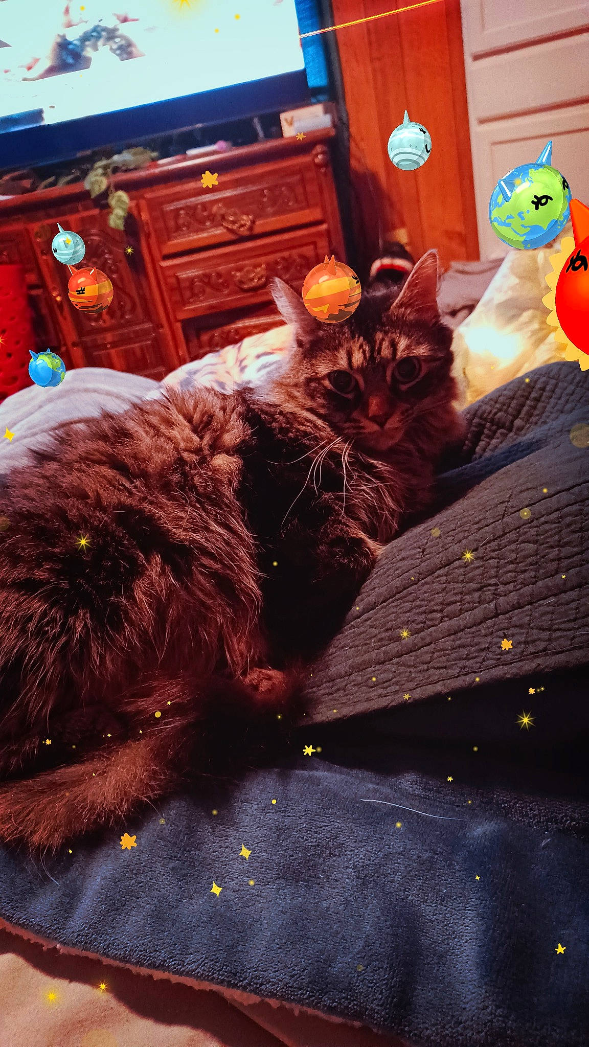 Sativa joined the competition — help win amazing prizes! brown, cabinetry, carnivore, cat, chest, chest_of_drawers, drawer, dresser, felidae, flooring, fur, mammal, room, small_to_medium_sized_cats, tail, television, toy, vertebrate, whiskers, wood