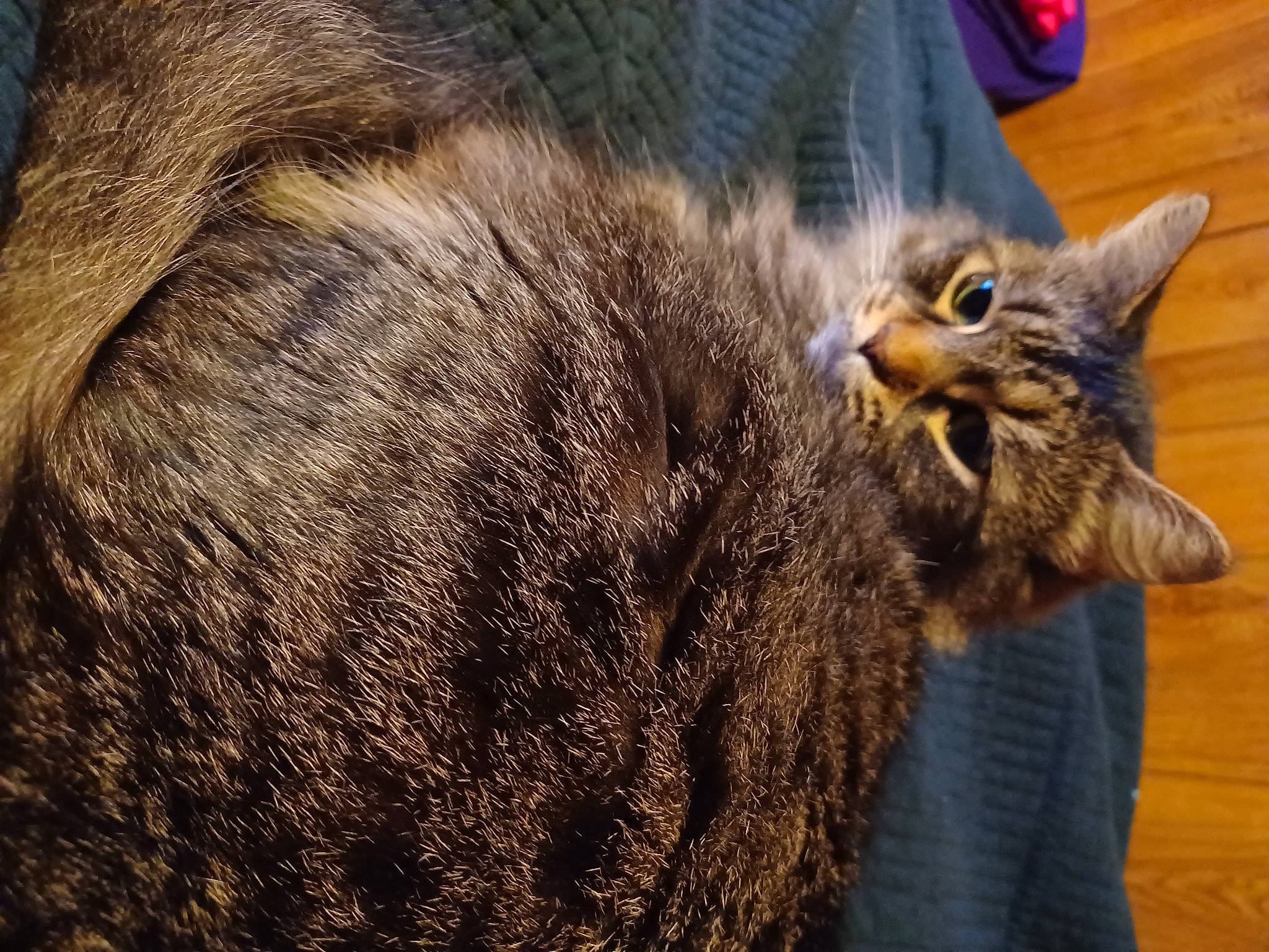 Sativa joined the competition — help win amazing prizes! carnivore, cat, claw, close_up, comfort, domestic_short_haired_cat, fawn, felidae, fur, nap, paw, sleep, small_to_medium_sized_cats, snout, tail, terrestrial_animal, whiskers, wildlife, wood