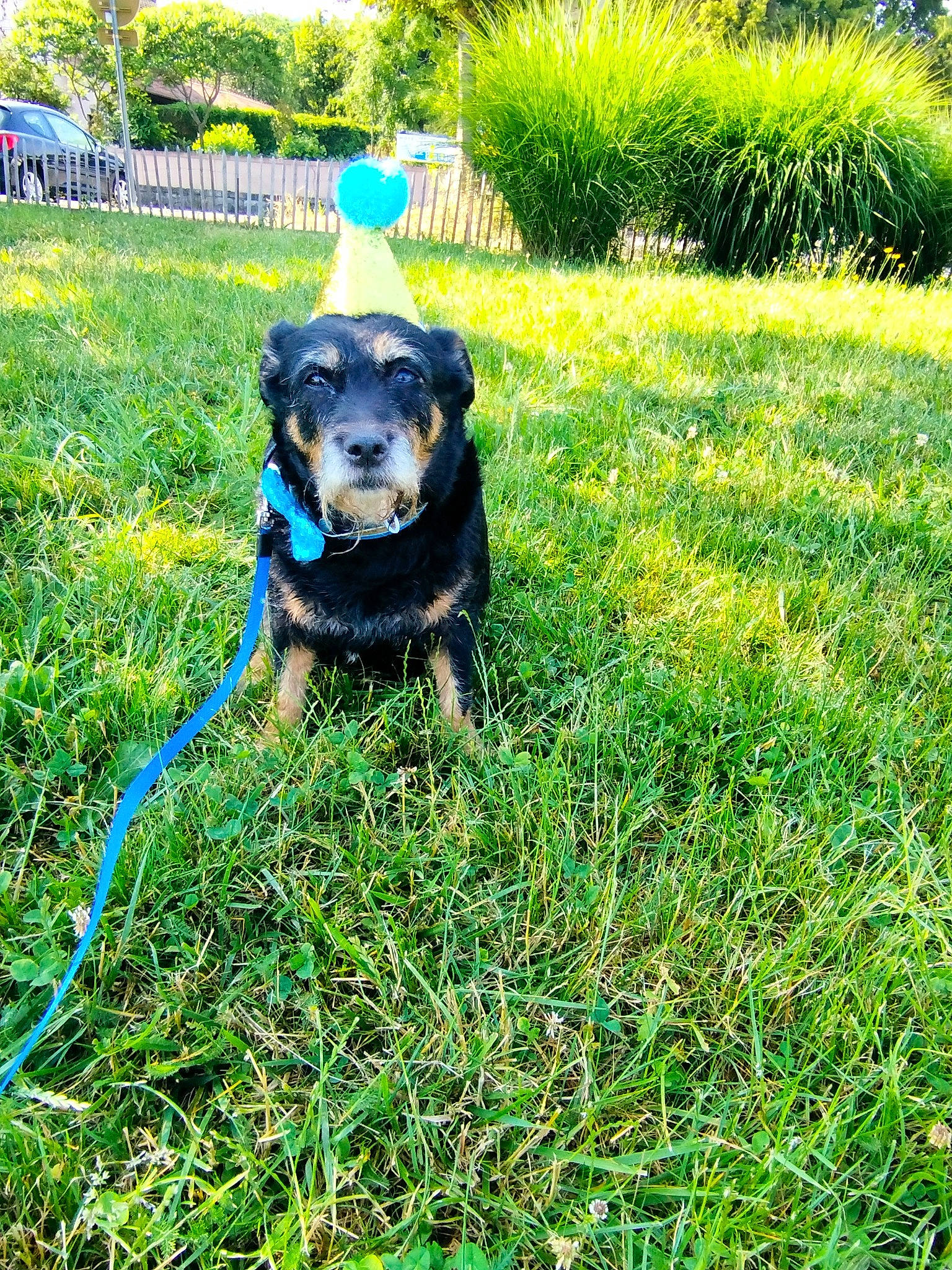 Réglisse a rejoint le concours — aidez-le/la à gagner de superbes lots ! canidae, carnivore, collar, companion_dog, dog, dog_breed, dog_collar, electric_blue, garden_hose, grass, grassland, groundcover, lawn, leash, personal_protective_equipment, plant, tail, tree, working_animal, working_dog