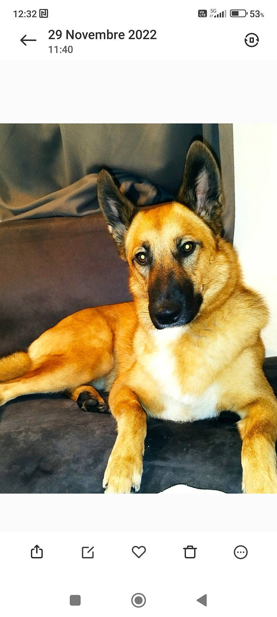 Bosco a rejoint le concours — aidez-le/la à gagner de superbes lots ! canidae, carnivore, companion_dog, dog, dog_breed, door, fawn, fur, paw, snout, sporting_group, terrestrial_animal, whiskers, working_dog