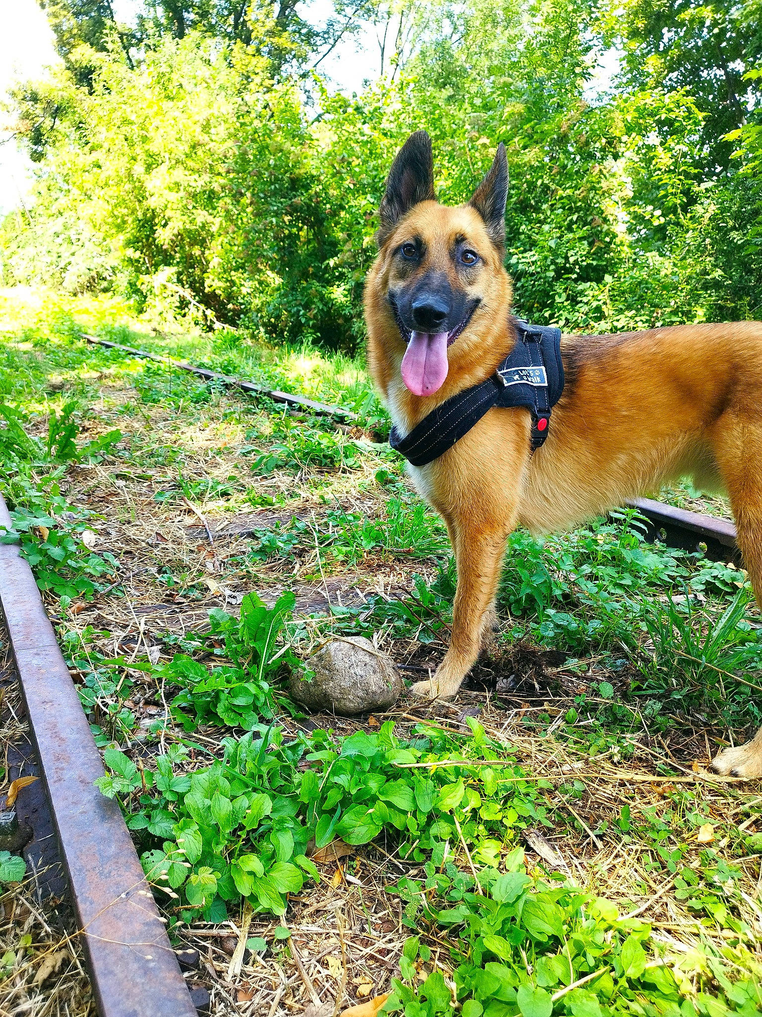 Bosco participe au concours pour gagner de l'argent avec cette photo : adventure, canidae, carnivore, collar, companion_dog, dog, dog_breed, fawn, german_shepherd_dog, grass, groundcover, guard_dog, herding_dog, plant, snout, sporting_group, tail, tree, working_animal, working_dog