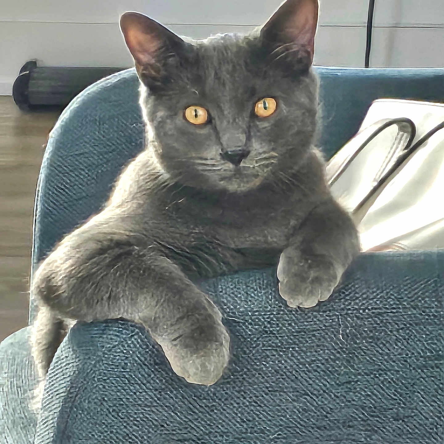 Grisou participe au concours pour gagner de l'argent avec cette photo : abyssinian, angora, animal, armchair, brasssection, cat, chair, couch, cushion, doctor, egyptiancat, furniture, headrest, homedecor, horn, kitten, manx, musicalinstrument, person, pet