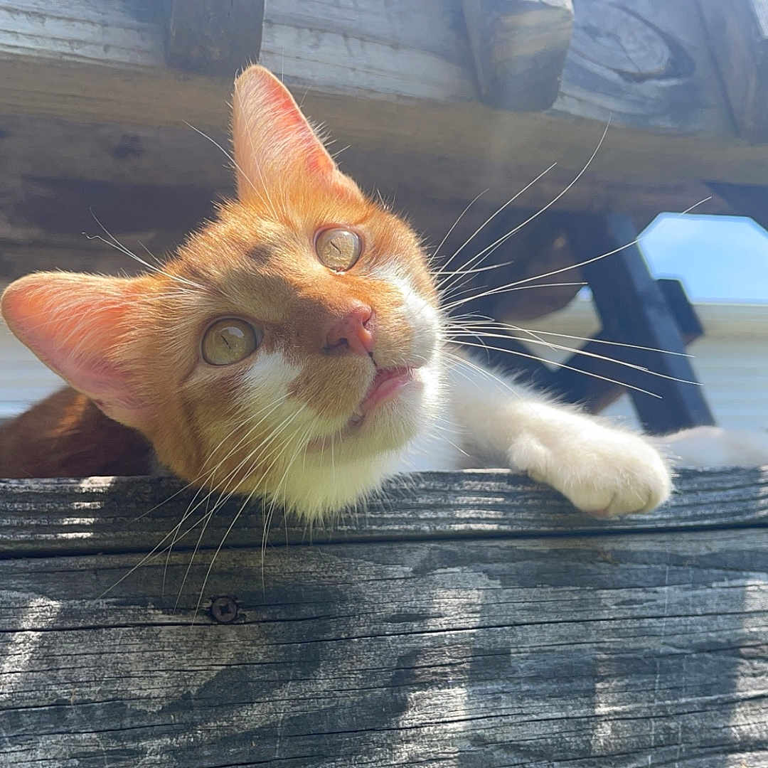 Murphy joined the competition — help win amazing prizes! abyssinian, animal, architecture, building, cat, deck, hardwood, house, housing, kitten, lumber, manx, pet, plywood, porch, siamese, slate, water, waterfront, wood