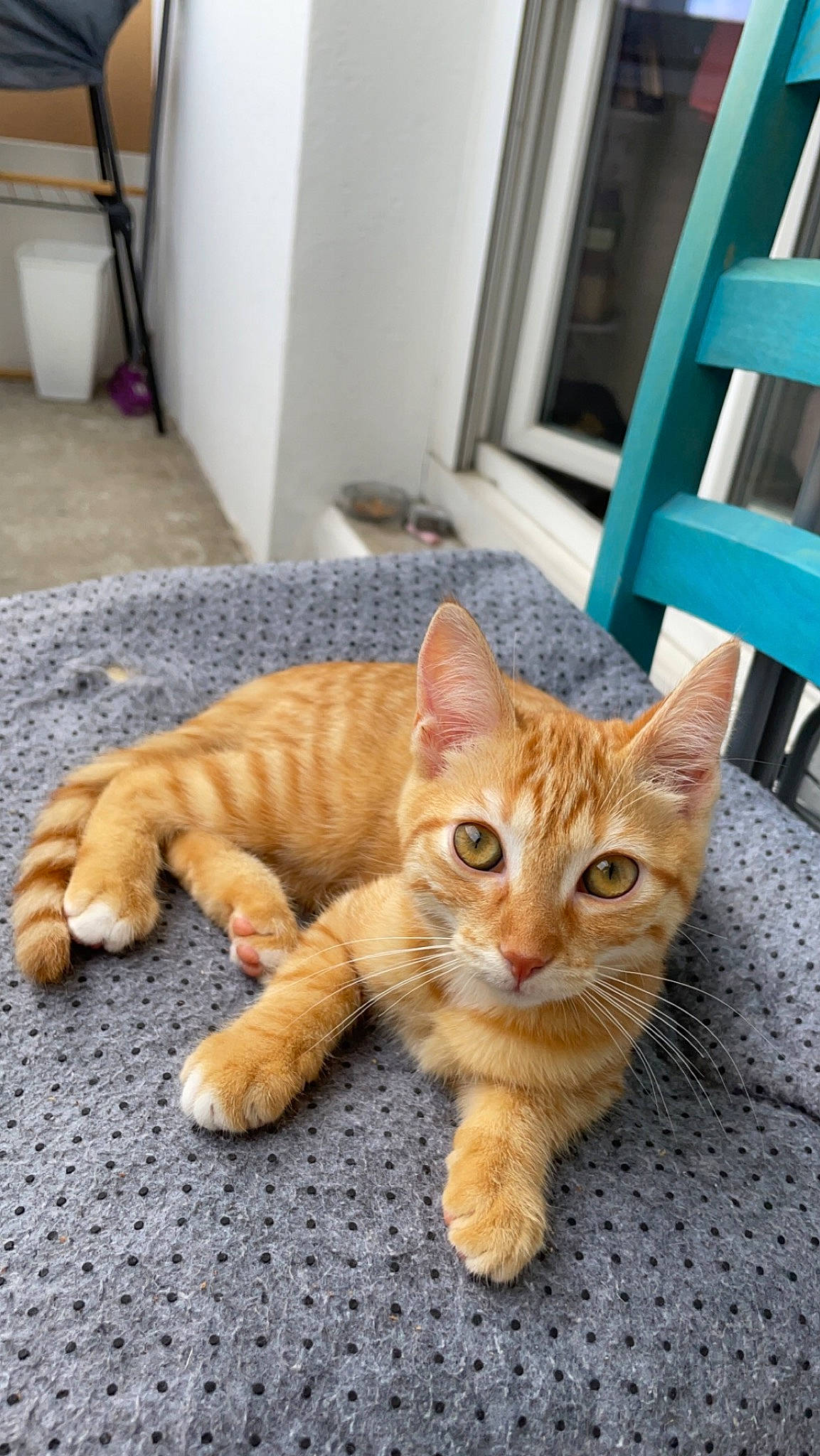 Iris participe au concours pour gagner de l'argent avec cette photo : carnivore, cat, claw, comfort, domestic_short_haired_cat, door, fawn, felidae, flooring, fur, hardwood, paw, sitting, small_to_medium_sized_cats, snout, tail, terrestrial_animal, whiskers, wood