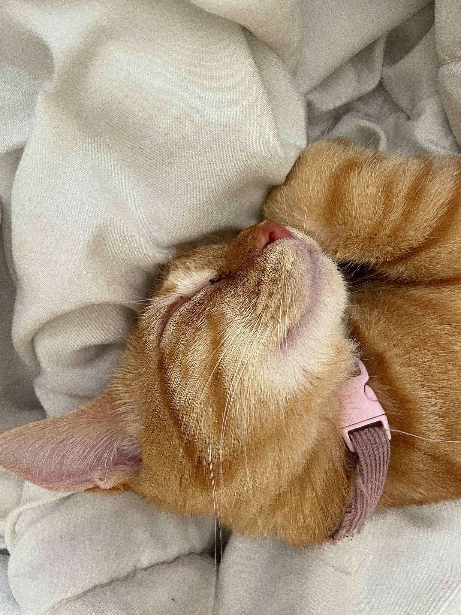 Iris participe au concours pour gagner de l'argent avec cette photo : beige, carnivore, cat, claw, comfort, fawn, felidae, foot, fur, human_leg, linens, nap, paw, peach, sleep, small_to_medium_sized_cats, snout, tail, whiskers, wrinkle