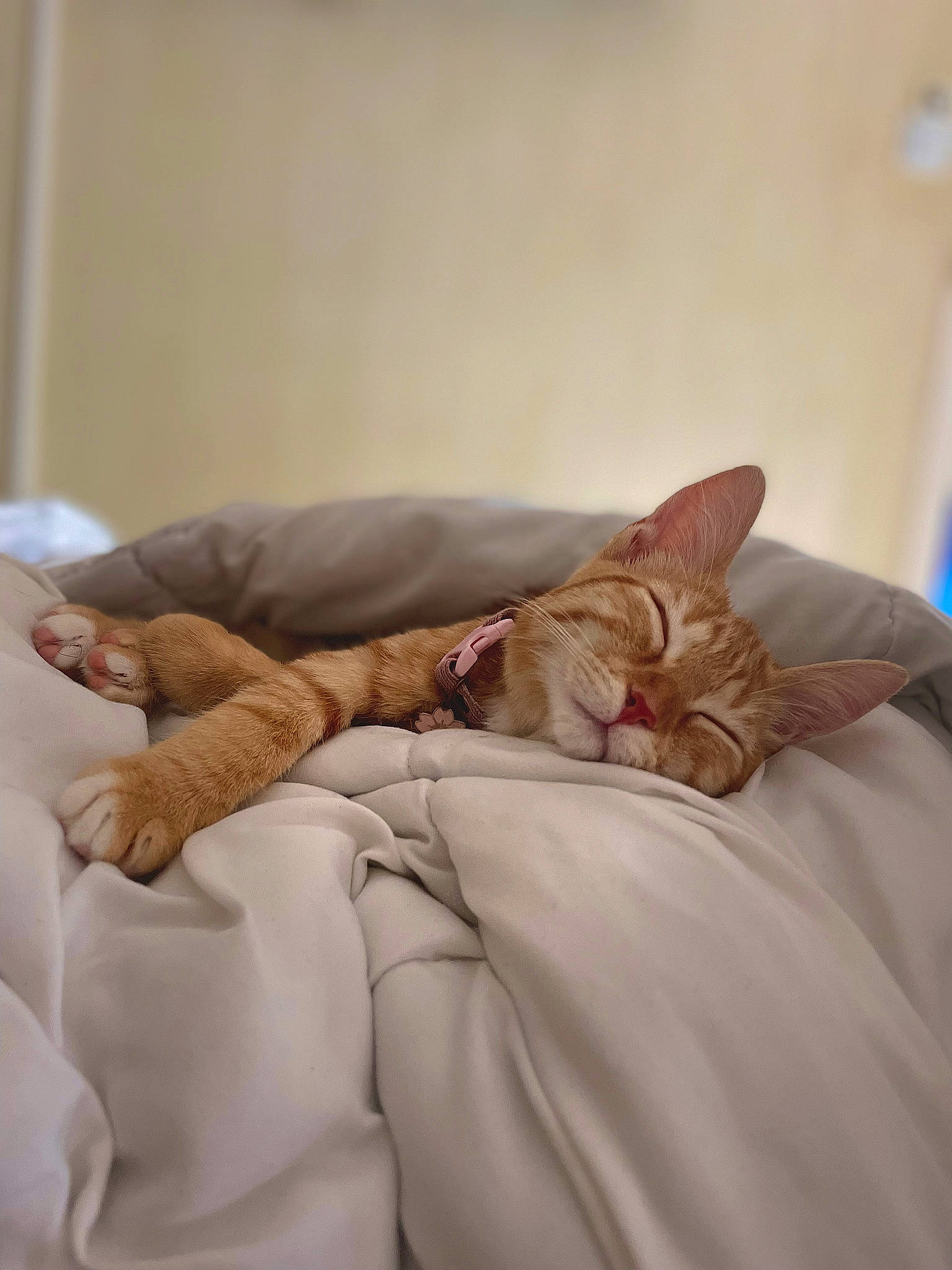 Iris a rejoint le concours — aidez-le/la à gagner de superbes lots ! bed, bed_sheet, bedding, bedroom, canidae, carnivore, cat, comfort, domestic_short_haired_cat, duvet, fawn, felidae, fur, linens, nap, small_to_medium_sized_cats, tail, whiskers, wood, wrinkle