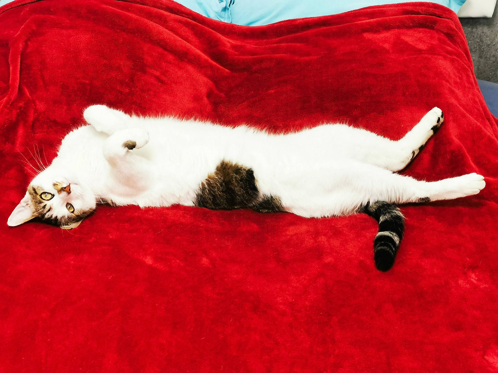 Fuji a rejoint le concours — aidez-le/la à gagner de superbes lots ! canidae, carmine, carnivore, cat, comfort, companion_dog, dog_breed, fawn, felidae, flooring, fur, linens, paw, red, small_to_medium_sized_cats, snout, sporting_group, tail, textile, whiskers