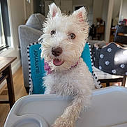 Lola joined the competition — help win amazing prizes! dog, white_dog, pet, puppy, high_chair, indoor, living_room, tongue_out, cute, furry, closeup, portrait, paw, collar, tray, furniture, sunlight, window, smile, chair