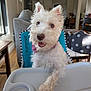 dog, white_dog, pet, puppy, high_chair, indoor, living_room, tongue_out, cute, furry, closeup, portrait, paw, collar, tray, furniture, sunlight, window, smile, chair