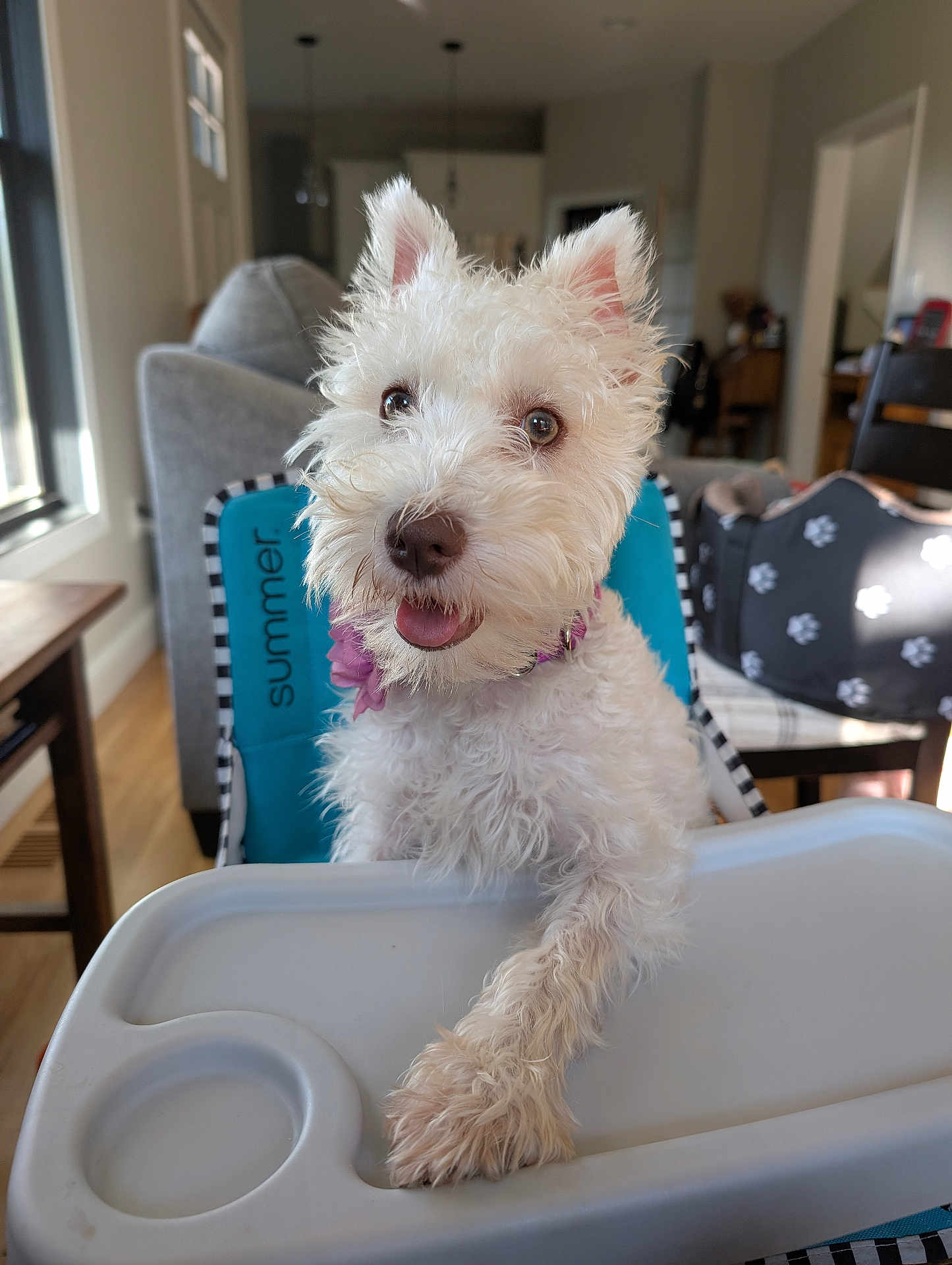 Lola joined the competition — help win amazing prizes! dog, white_dog, pet, puppy, high_chair, indoor, living_room, tongue_out, cute, furry, closeup, portrait, paw, collar, tray, furniture, sunlight, window, smile, chair