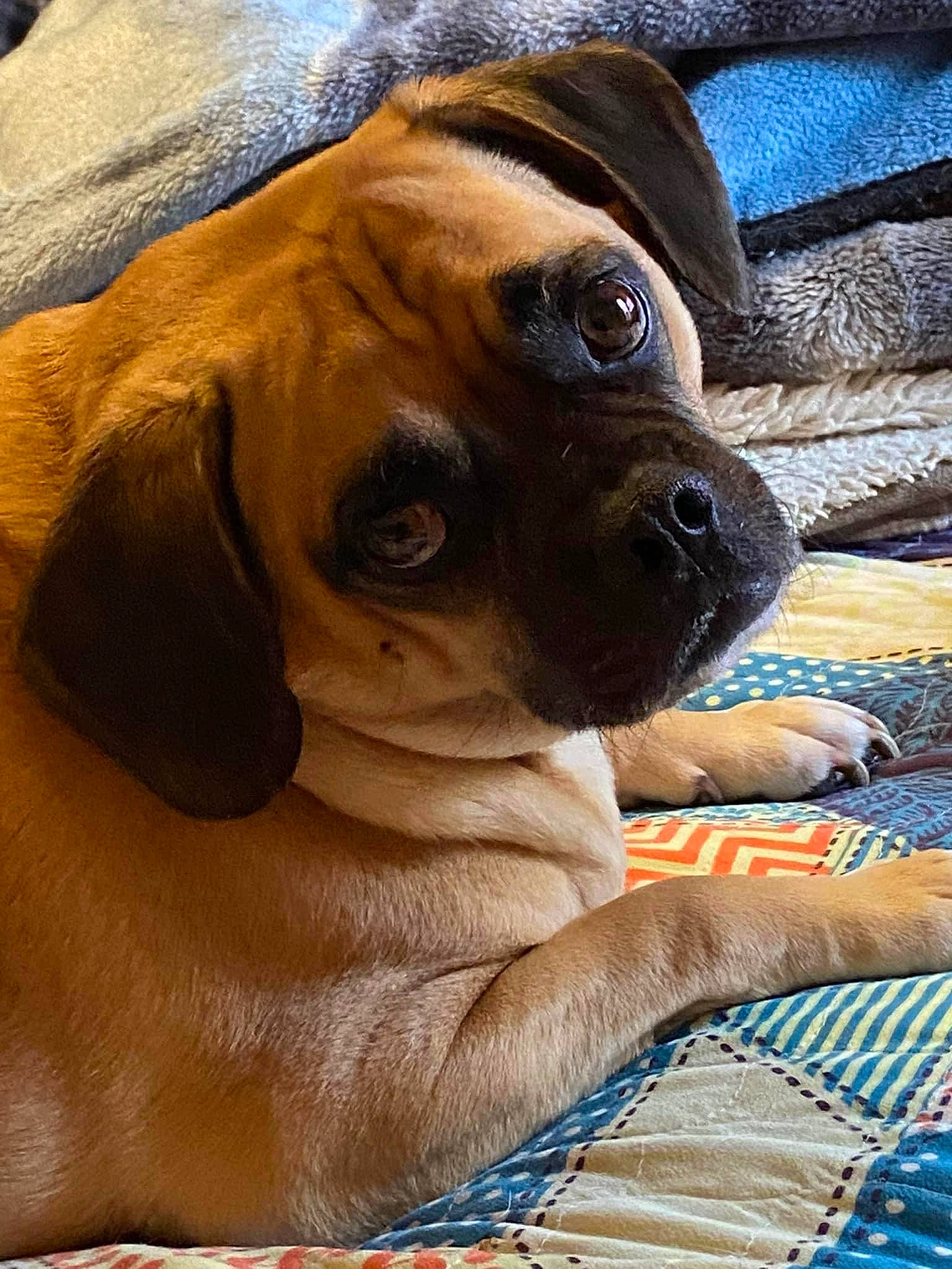 Sam is registered to the contest to win money with this photo: canidae, carnivore, collar, companion_dog, dog, dog_breed, dog_collar, fawn, guard_dog, liver, molosser, pet_supply, snout, sporting_group, terrestrial_animal, toy_dog, whiskers, working_animal, working_dog, wrinkle