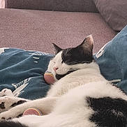 Zoe participe au concours pour gagner de l'argent avec cette photo : cat, sleeping, black_and_white, blanket, couch, indoor, pet, fur, relaxing, cozy, domestic_animal, whiskers, paw, resting, cute, feline, comfort, animal, soft, nap