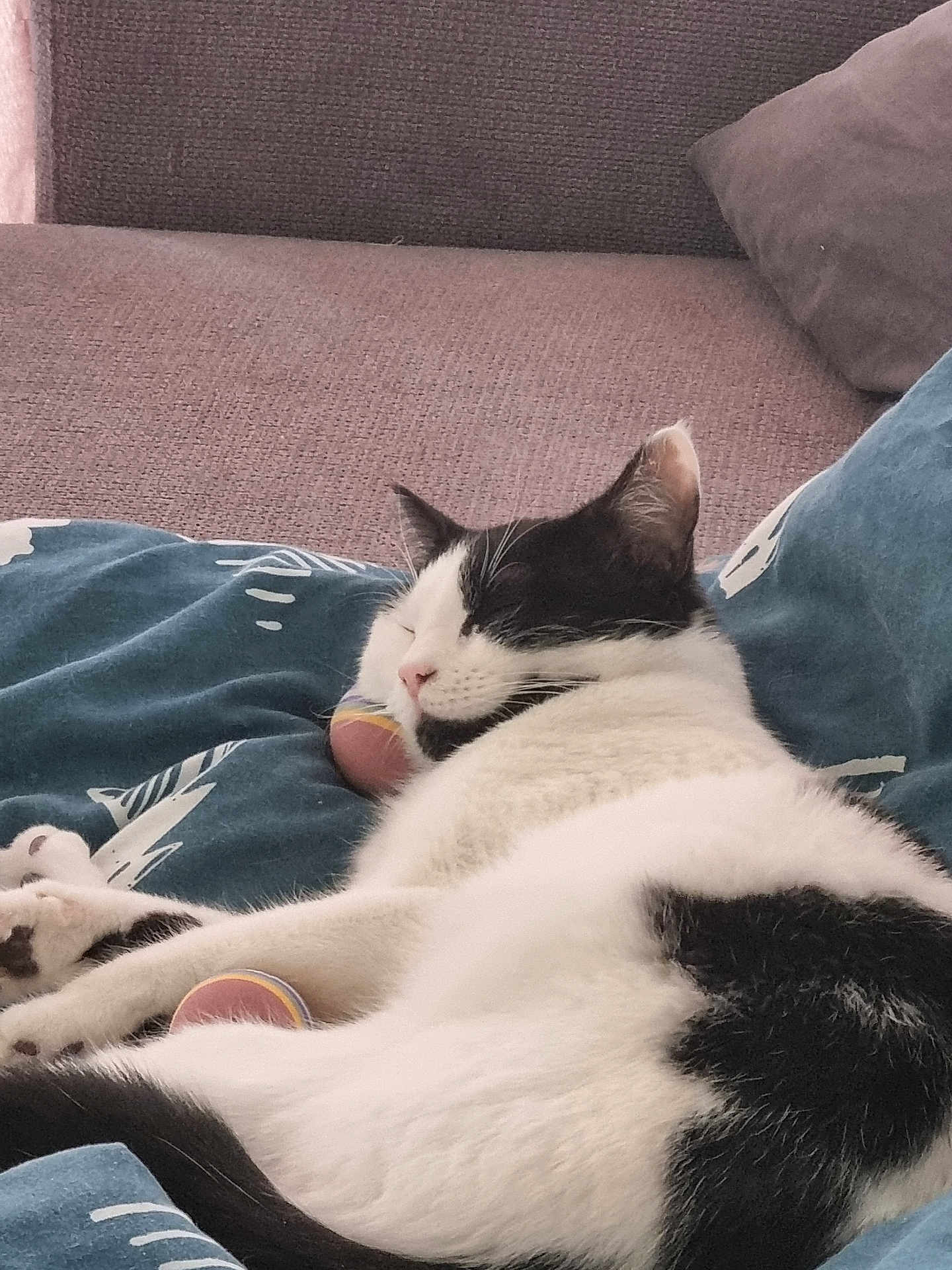 Zoe participe au concours pour gagner de l'argent avec cette photo : cat, sleeping, black_and_white, blanket, couch, indoor, pet, fur, relaxing, cozy, domestic_animal, whiskers, paw, resting, cute, feline, comfort, animal, soft, nap