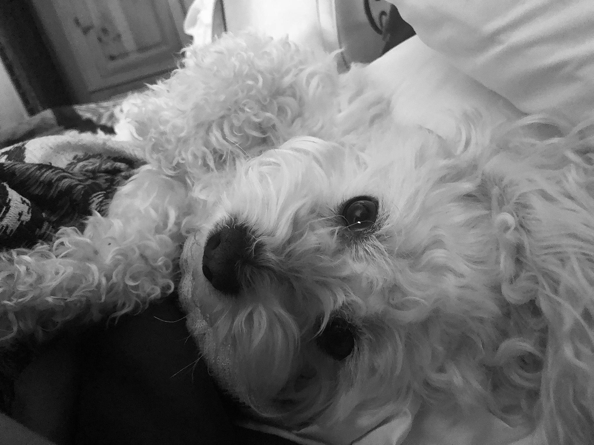 Elliott is registered to the contest to win money with this photo: canidae, carnivore, companion_dog, dog, dog_breed, dog_collar, fur, maltepoo, monochrome, monochrome_photography, poodle, small_terrier, snout, sporting_group, style, terrier, toy_dog, water_dog, white, working_animal